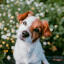 Furfriends | Dog on a natural field