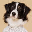 Furfriends | Dog portrait photo