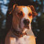 Furfriends | Dog with sunglasses