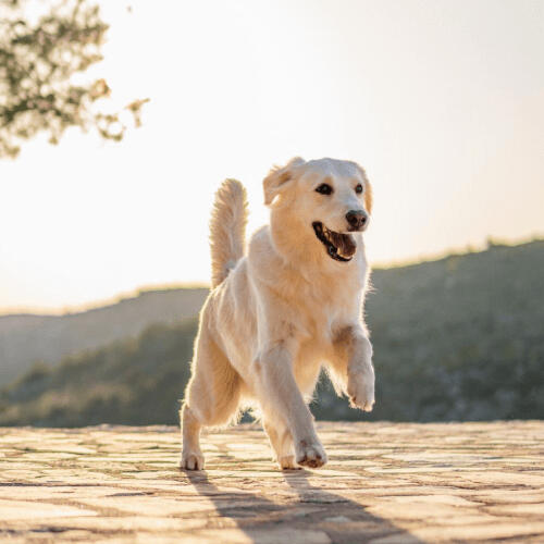 Furfriends - A happy dog running